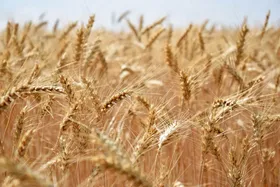 عملیات برداشت جو از اراضی شهرستان مشهد آغاز شد (۲۱ خرداد ۱۴۰۴)