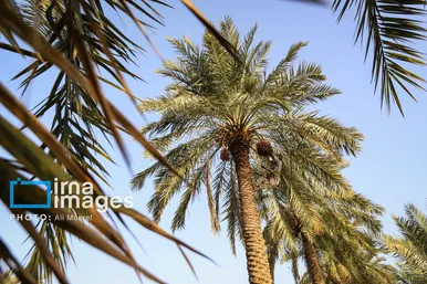 ایران زیباست | برداشت خرما از نخلستان های کارون