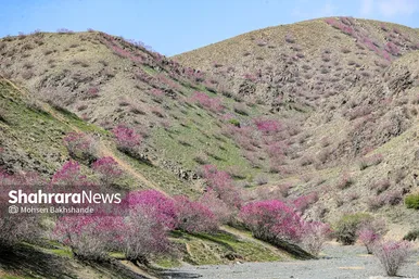 ایران زیباست | «ارغوان» پنجه‌ی خونین زمین