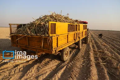 گزارش تصویری | کشت نیشکر در خوزستان