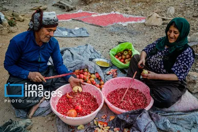 ایران زیباست | برداشت انار در «هورامان»