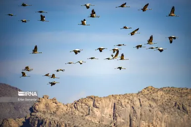 روز جهانی پرندگان مهاجر