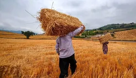 پیشنهاد کمیسیون کشاورزی برای تعیین قیمت خرید تضمینی گندم