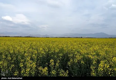 ایران زیباست | کشت کلزا در شهرستان سلسله - لرستان