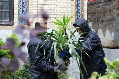 عکس‌هایی از ورود کاروان گل‌های اهدایی به حرم مطهر رضوی