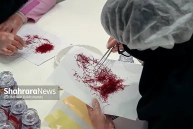 برداشت زعفران از مزارع تربت حیدریه