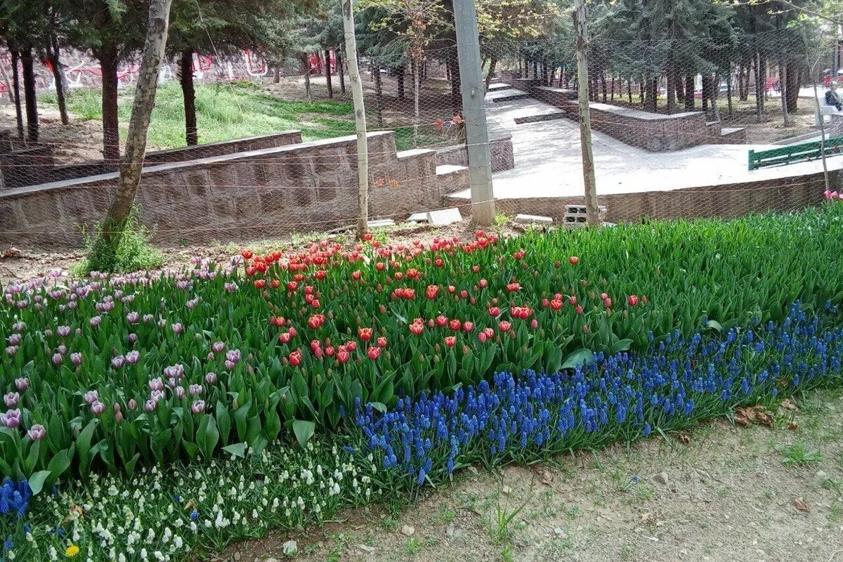 ترویج فرهنگ نذر محیط زیستی با اجرای پویش «لاله برای مادران» در تهران
