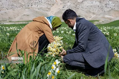 نذر گل نرگس به مقصد حرم