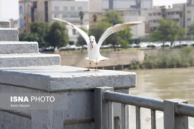 ایران زیباست | پرندگان پل سفید اهواز