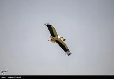 ایران زیباست | همزیستی لک‌لک‌ها و انسان در روستای دره‌تفی - مریوان