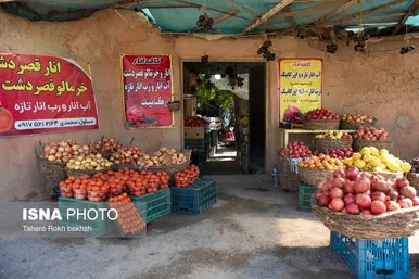 ایران زیباست | برداشت انار از باغات قصردشت شیراز
