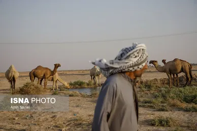 پرورش شتر در هویزه