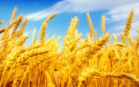خرید تضمینی گندم به قدر خودکفایی