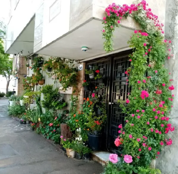 شهروند خبرنگار| کاشت گل و گیاه توسط شهروند مشهدی روی دیوار منزل