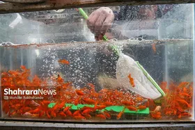 جهش تولید ماهیان زینتی خراسان رضوی در سال ۱۴۰۵ با نگاه توسعه&zwnj;ای به این صنعت