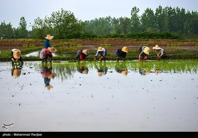 ایران زیباست | کاشت سنتی برنج در گیلان