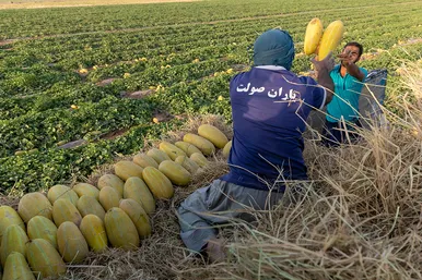 فصل برداشت خربزه‌ جامی