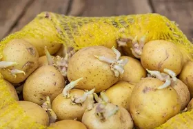 سیب&zwnj;زمینی و پیاز جوانه زده را بخوریم؟