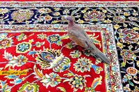 عاشقی که وقت نمی‌شناسد