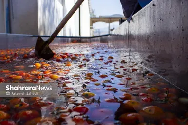 گزارش تصویری | کارخانه تولید رب گوجه فرنگی