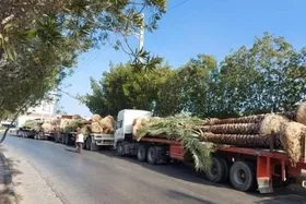 نخل های صادراتی ایران، نرفته برگشت خوردند!