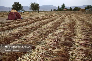 گزارش تصویری | جاروبافی در روستای ملاحسن