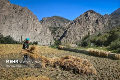 گزارش تصویری | برداشت سنتی برنج در سوادکوه