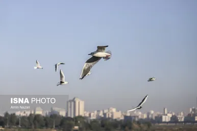 ایران زیباست | پرندگان پل سفید اهواز
