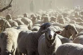 ایرانی&zwnj;ها در حج چقدر قربانی کردند؟