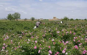 ۲۰۰ هکتار از اراضی کشاورزی مشهد زیر کشت گل محمدی