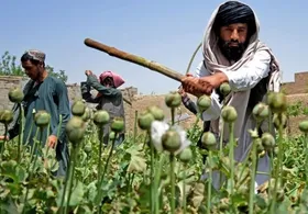 سازمان ملل از کاهش ۹۲ درصدی درآمد مواد مخدر در افغانستان خبرداد