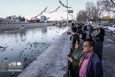 مرغان دریایی سیبری؛ میهمان زمستانی شیرازی‌ها
