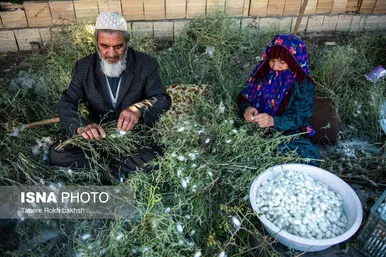 گزارش تصویری | نوغانداری، تولید ثروت از کرم ابریشم