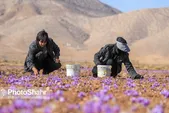 مطالبات باقی مانده زعفرانکاران خراسان رضوی چه زمانی پرداخت می‌شود؟