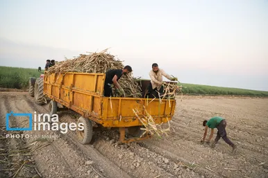 گزارش تصویری | کشت نیشکر در خوزستان