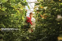 صادرات پژمرده گل رز | دخالت دلال‌ها در بازار، صادرات گل رز از مشهد به ترکمنستان را ۴ میلیون شاخه کاهش داد