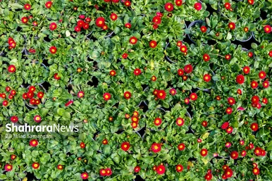 گزارش تصویری | مرکز تولیدات گل و گیاه شهرداری مشهد