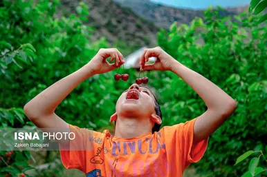 ایران زیباست | برداشت گیلاس در روستای بندبن