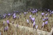 کشت گلخانه‌ای زعفران به کشاورزان توصیه نمی‌شود