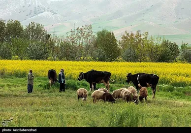 ایران زیباست | کشت کلزا در شهرستان سلسله - لرستان