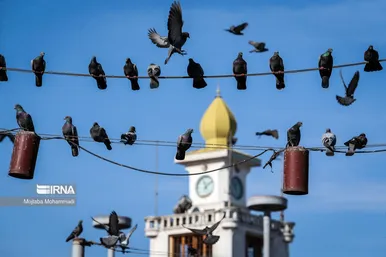 کبوترهای میدان شهرداری