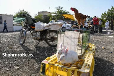 عکس‌هایی از جمعه‌بازار پرنده‌فروشان در شمال شرق مشهد