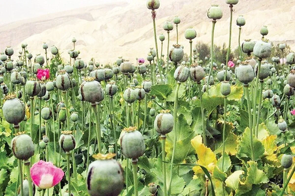 پاسخ سازمان غذا و دارو به نگرانی جامعه درباره کشت خشخاش در کشور