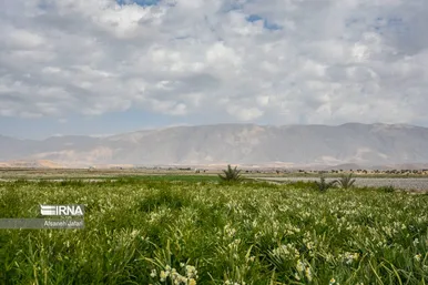 ایران زیباست | نرگس‌زارهای کازرون