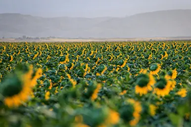 مزرعه آفتابگردان
