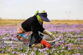 ایران زیباست | برداشت &laquo;طلای سرخ&raquo; از مزارع خراسان&zwnj;شمالی