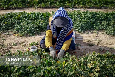 گزارش تصویری | تولید برای محرومیت زدایی؛ گلخانه توت‌فرنگی چناران