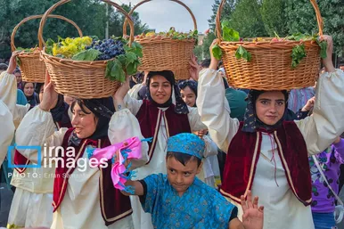 گزارش تصویری | برداشت انگور در شهر تاکستان قزوین