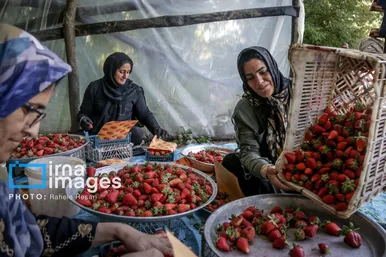 گزارش تصویری | بهارِ سرخ شفیع‌آباد