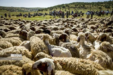 عکس‌های پشم‌چینی گوسفندان عشایر
